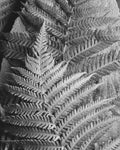 Fern - Wall Art - By Ed Goldstein- Gallery Art Company
