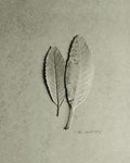 Serrated Duo - Wall Art - By Ed Goldstein- Gallery Art Company