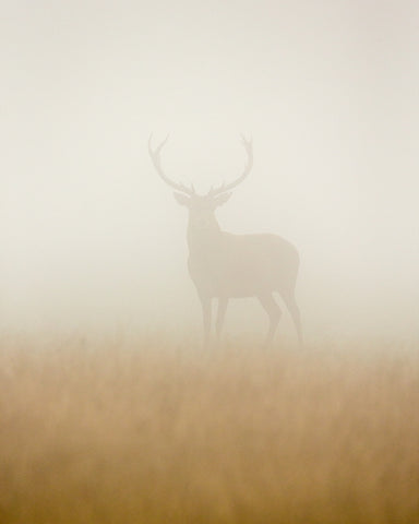 Ghost Stag - Wall Art - By Stuart Harling- Gallery Art Company