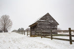 Coming to the Barn - Wall Art - By Aledanda- Gallery Art Company