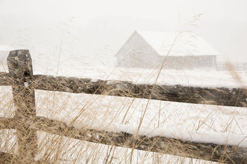 Snowy Day - Wall Art - By Aledanda- Gallery Art Company