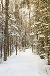 Through the Woods - Wall Art - By Aledanda- Gallery Art Company