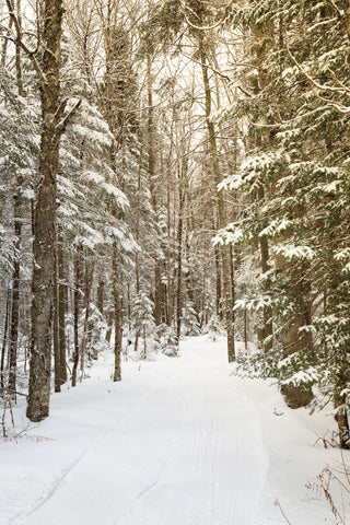 Through the Woods - Wall Art - By Aledanda- Gallery Art Company