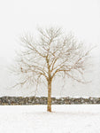 By the Stone Wall - Wall Art - By Aledanda- Gallery Art Company