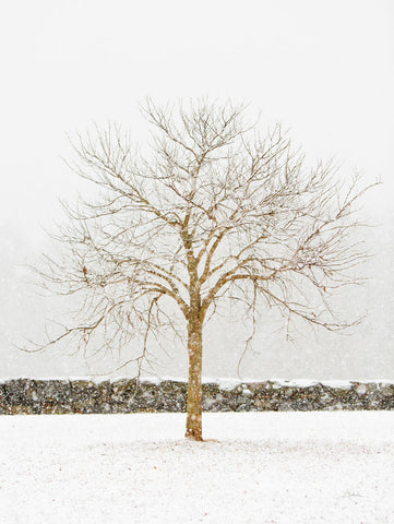 By the Stone Wall - Wall Art - By Aledanda- Gallery Art Company