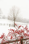 Red on White - Wall Art - By Aledanda- Gallery Art Company