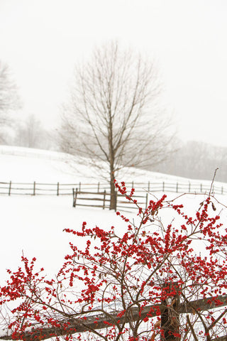 Red on White - Wall Art - By Aledanda- Gallery Art Company