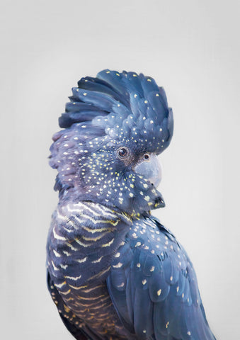 Black Cockatoo - Wall Art - By SISI & SEB ART- Gallery Art Company