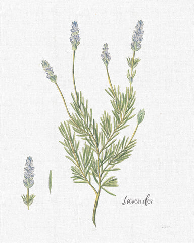 Cottage Herbs II Linen - Wall Art - By Sue Schlabach- Gallery Art Company