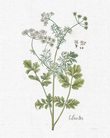 Cottage Herbs III Linen - Wall Art - By Sue Schlabach- Gallery Art Company