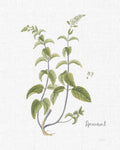 Cottage Herbs IV Linen - Wall Art - By Sue Schlabach- Gallery Art Company
