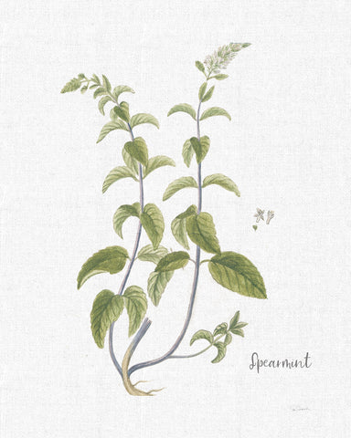 Cottage Herbs IV Linen - Wall Art - By Sue Schlabach- Gallery Art Company