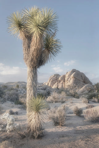 Joshua Tree National Park I - Wall Art - By Alan Majchrowicz- Gallery Art Company