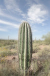 Saguaro - Wall Art - By Alan Majchrowicz- Gallery Art Company