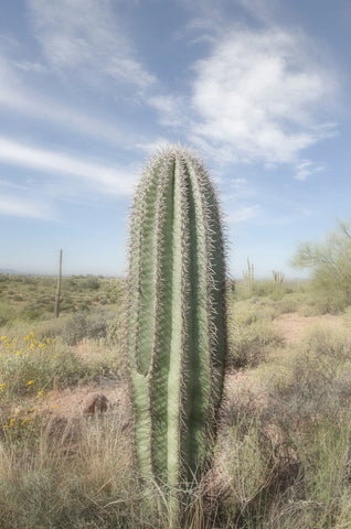 Saguaro - Wall Art - By Alan Majchrowicz- Gallery Art Company