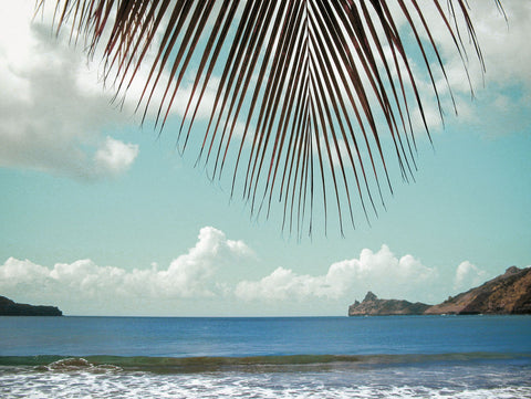 Palm Seashore - Wall Art - By Ed Goldstein- Gallery Art Company