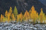 Alpine Larches North Cascades - Wall Art - By Alan Majchrowicz- Gallery Art Company