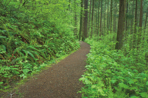 Hiking Trail in Columbia River Gorge I - Wall Art - By Alan Majchrowicz- Gallery Art Company