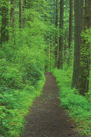 Hiking Trail in Columbia River Gorge II - Wall Art - By Alan Majchrowicz- Gallery Art Company