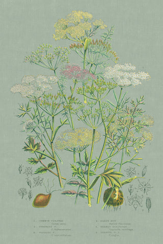 Flowering Plants II Green Linen - Wall Art - By Wild Apple Portfolio- Gallery Art Company