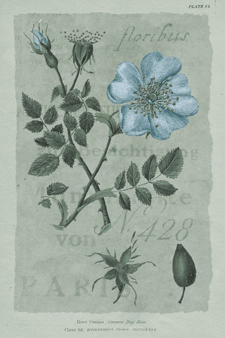 Conversations on Botany IV on White with Blue - Wall Art - By Wild Apple Portfolio- Gallery Art Company