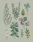 Victorian Garden VI - Wall Art - By Wild Apple Portfolio- Gallery Art Company