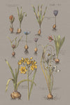 Florilegium II Gray - Wall Art - By Wild Apple Portfolio- Gallery Art Company