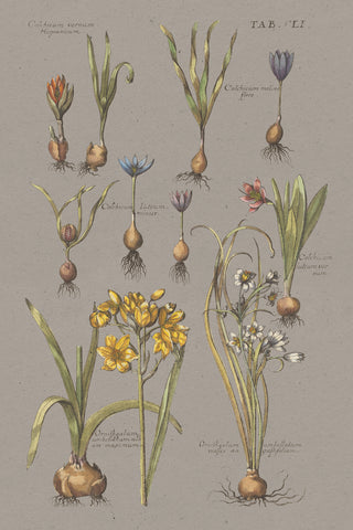 Florilegium II Gray - Wall Art - By Wild Apple Portfolio- Gallery Art Company