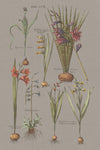 Florilegium III Gray - Wall Art - By Wild Apple Portfolio- Gallery Art Company