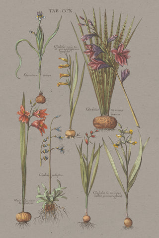 Florilegium III Gray - Wall Art - By Wild Apple Portfolio- Gallery Art Company