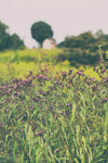 Roadside Flowers - Wall Art - By Aledanda- Gallery Art Company