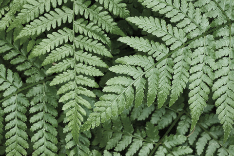 Lady Ferns II Color - Wall Art - By Alan Majchrowicz- Gallery Art Company