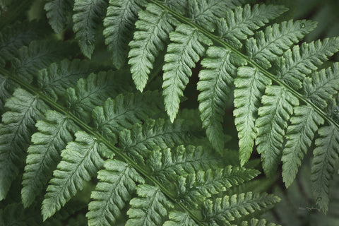 Lady Ferns III Color - Wall Art - By Alan Majchrowicz- Gallery Art Company