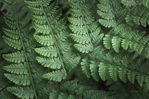 Lady Ferns IV Color - Wall Art - By Alan Majchrowicz- Gallery Art Company