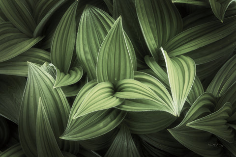 Corn Lily I - Wall Art - By Alan Majchrowicz- Gallery Art Company