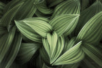 Corn Lily II - Wall Art - By Alan Majchrowicz- Gallery Art Company