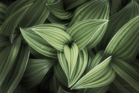 Corn Lily II - Wall Art - By Alan Majchrowicz- Gallery Art Company