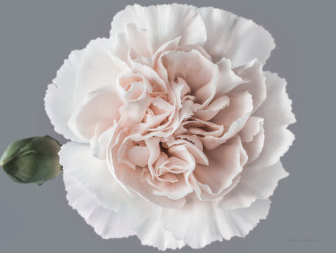 Blush Carnation - Wall Art - By Elise Catterall- Gallery Art Company