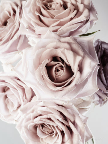 Dusty Rose Cluster - Wall Art - By Elise Catterall- Gallery Art Company