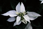 Poinsettia I - Wall Art - By Elise Catterall- Gallery Art Company