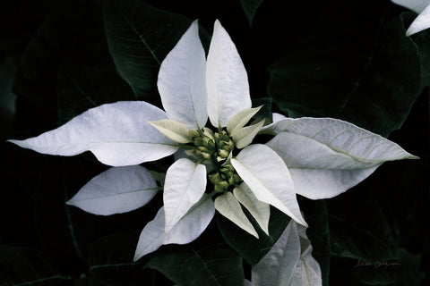 Poinsettia I - Wall Art - By Elise Catterall- Gallery Art Company
