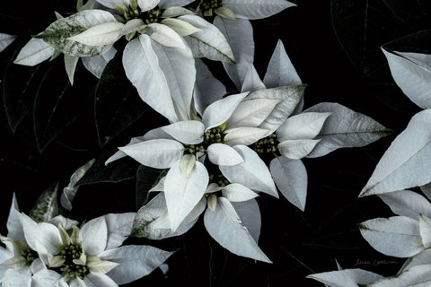 Poinsettia II - Wall Art - By Elise Catterall- Gallery Art Company