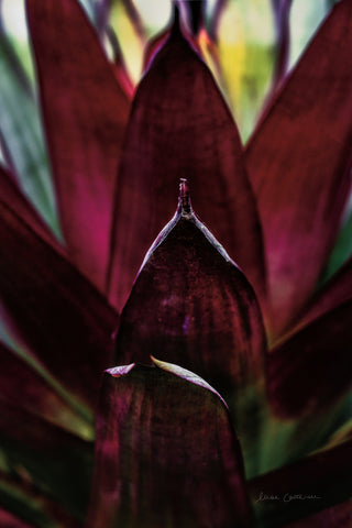 Succulent Detail I - Wall Art - By Elise Catterall- Gallery Art Company
