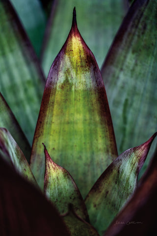 Succulent Detail II - Wall Art - By Elise Catterall- Gallery Art Company