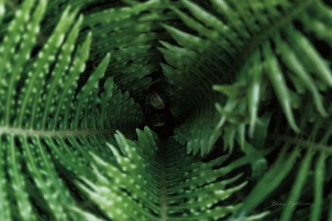Fern Detail - Wall Art - By Elise Catterall- Gallery Art Company