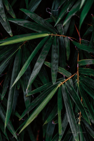 Palm Detail - Wall Art - By Elise Catterall- Gallery Art Company