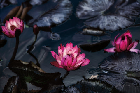 Waterlilies - Wall Art - By Elise Catterall- Gallery Art Company