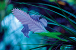 Mystic Garden - Wall Art - By Ed Goldstein- Gallery Art Company