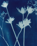 Enchanted Cyanotype I - Wall Art - By Nancy Green- Gallery Art Company