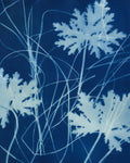 Enchanted Cyanotype IV - Wall Art - By Nancy Green- Gallery Art Company